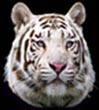 tigerlogo